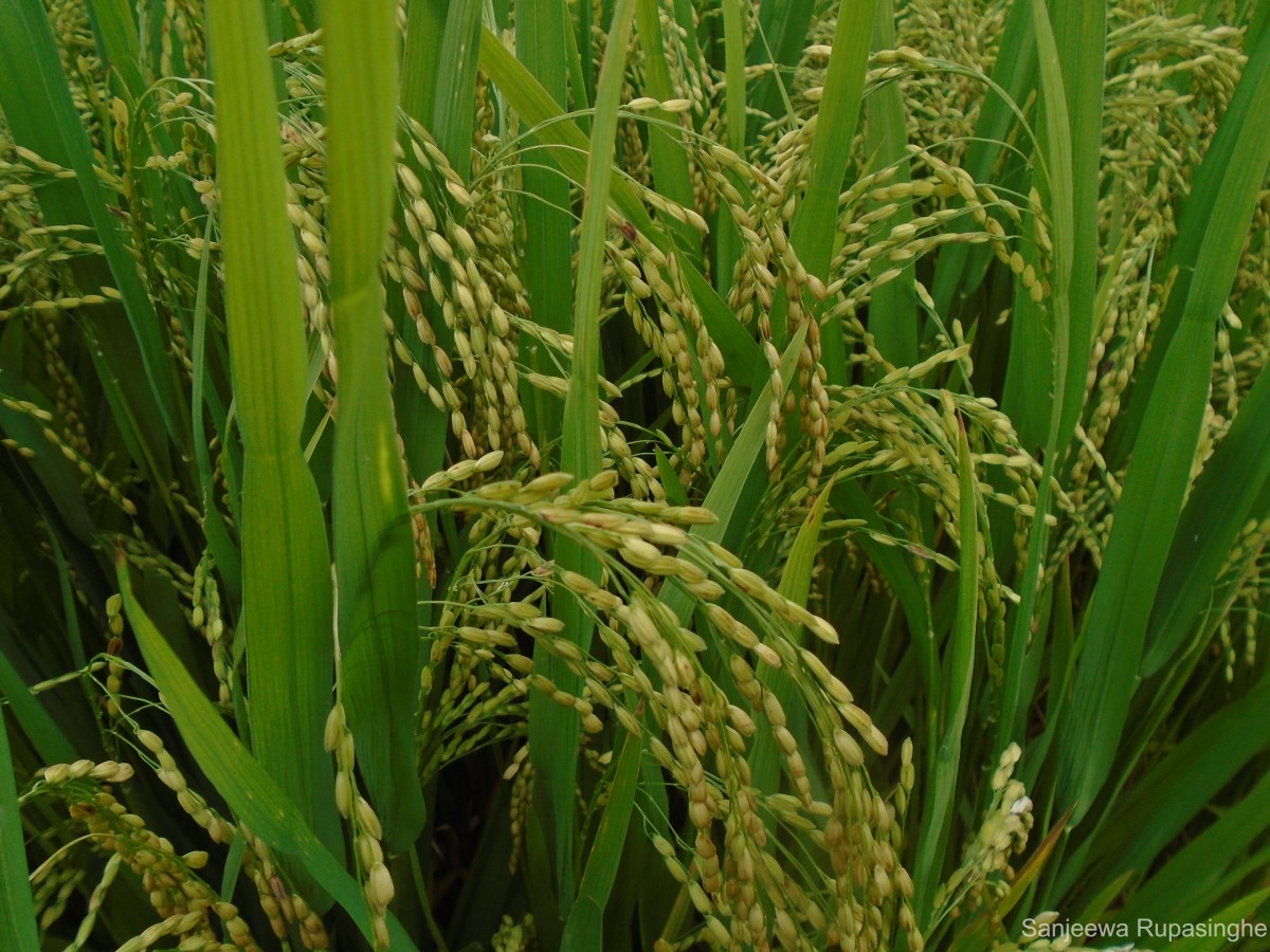 Oryza sativa L.